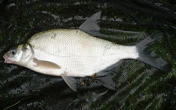 Рыбы вод Украины / Лещ (Abramis brama (Linnaeus, 1758))