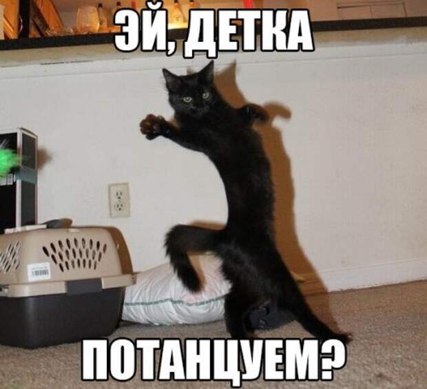 Свежие прикольные картинки (56 шт)