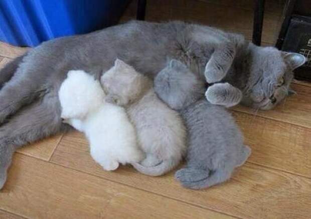 А вы любите кошек?