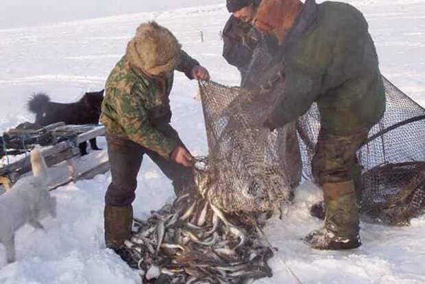 Как добывают рыбу в глухой Сибири на реке Обь — всё официально, не браконьерство