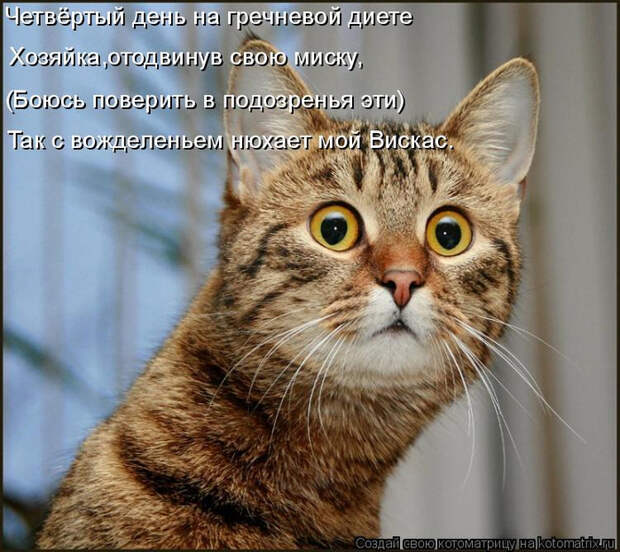 kotomatritsa_4F (700x623, 436Kb)
