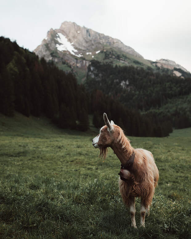 Model Ziege  by Simon Behrend on 500px.com