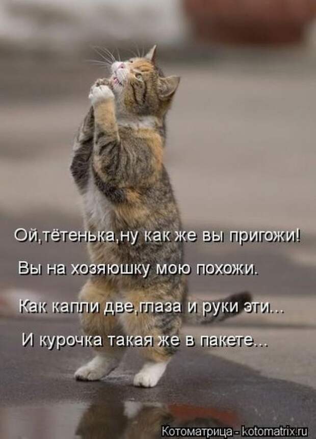 Лучшая котоматрица недели (26 шт)