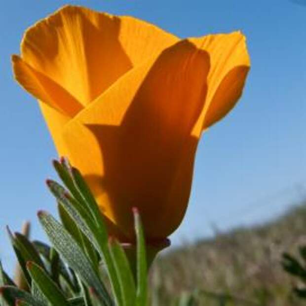 Эшшольция калифорнийская (Eschscholzia californica)