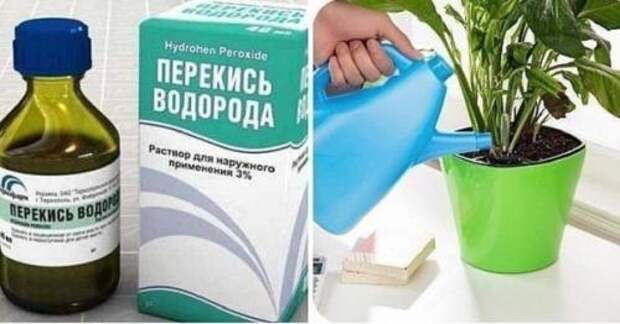 Полезно знать! Фиалки цветут и пахнут даже зимой …. Полезно знать! Фиалки цветут и пахнут даже зимой ….