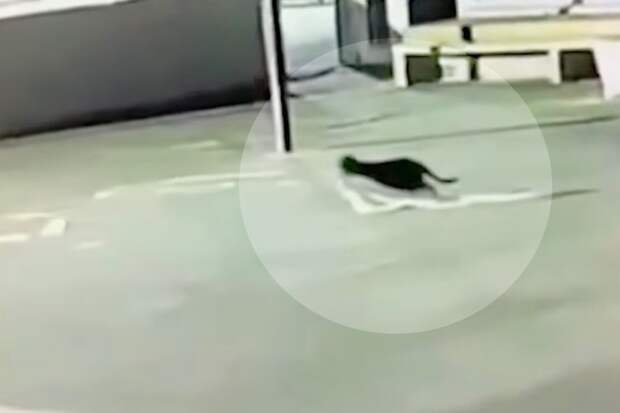 Кот оказался вором-рецидивистом