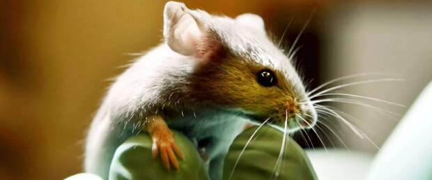 Усовершенствованная CRISPR восстановила зрение у мышей