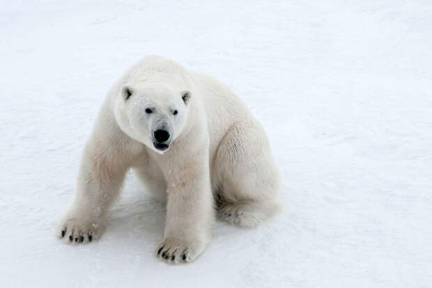 "Роснефть" провела 10 научных экспедиций по изучению белого медведя с 2014 года