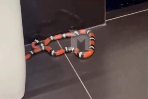 Москвич обнаружил у себя в туалете змею