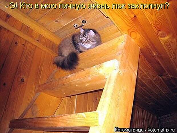 1423819028_kotomatricy-27