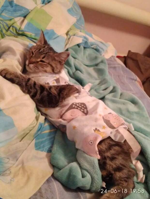 кошка