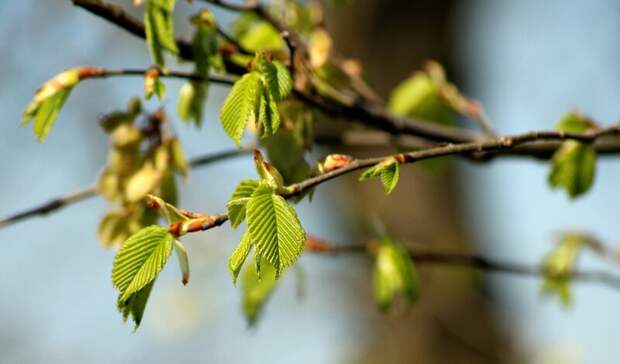В Гидрометцентре рассказали, какая погода ожидает россиян в апреле