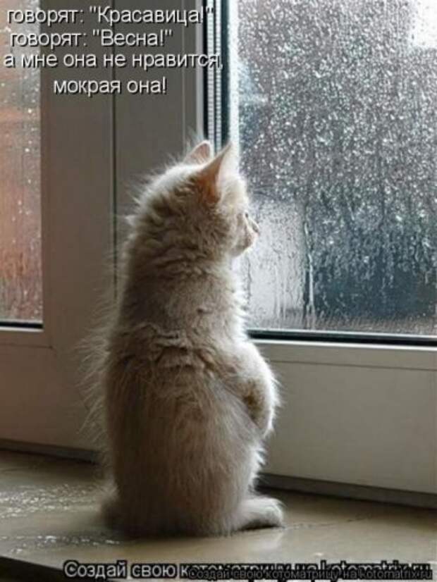 Пятничная котоматрица