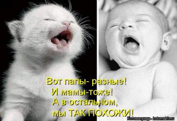 Котоматрицы (картинки с надписями)