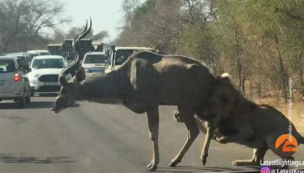 В ЮАР львы научились использовать для охоты машины туристов