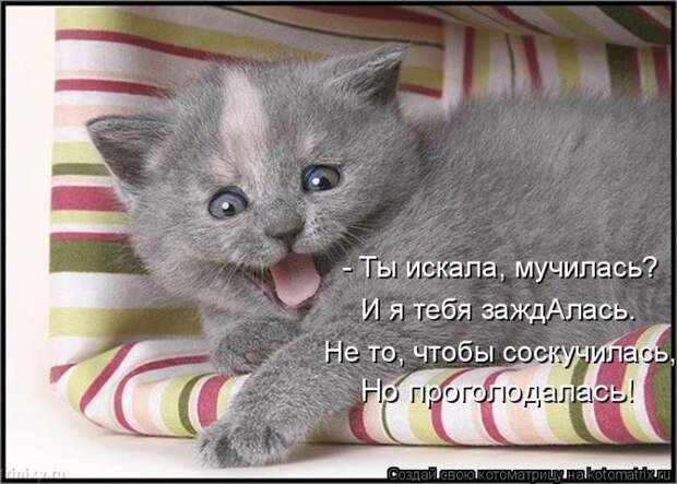 Лучшие котоматрицы недели (50 фото) Лучшие котоматрицы недели (50 фото)