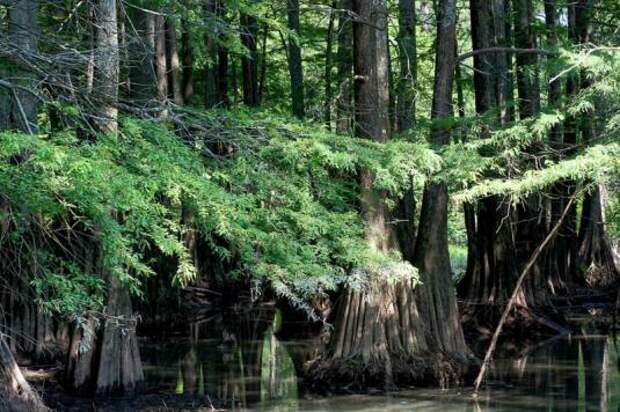 Таксодий двурядный (taxodium distichum)