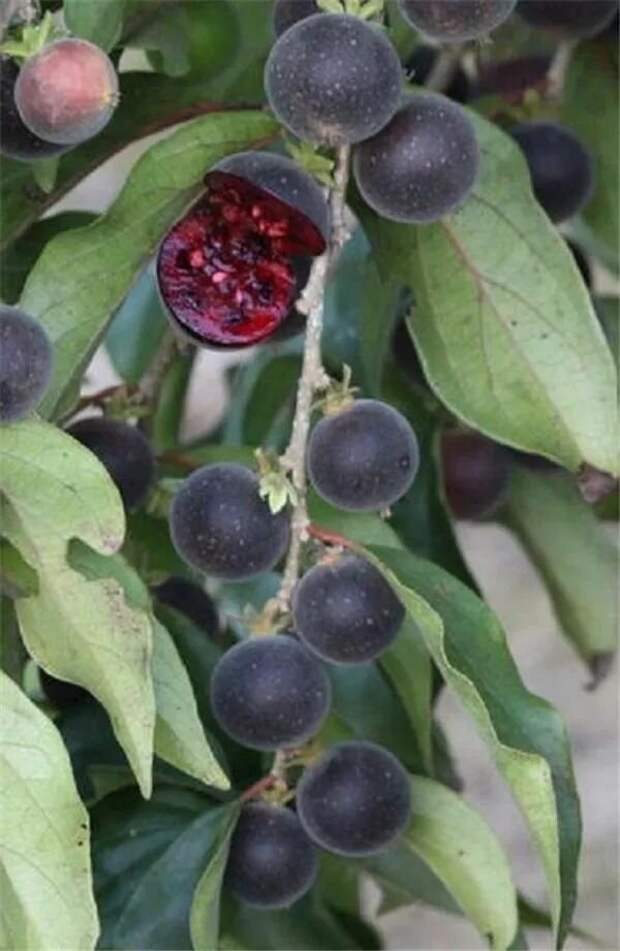 Цейлонский крыжовник, или Кетамбилла (лат. Dovyalis hebecarpa) — плодовое дерево семейства Ивовые еда, интересное, неизвестные, плоды, природа, растения, съедобные, фрукты