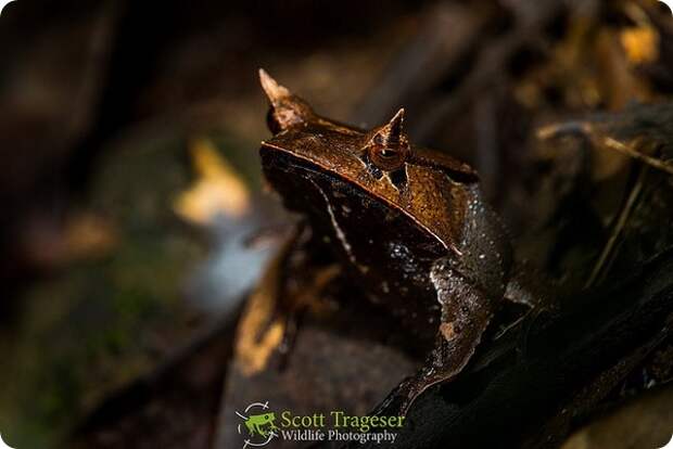 Квакша-треуголка (лат. Hemiphractus scutatus)