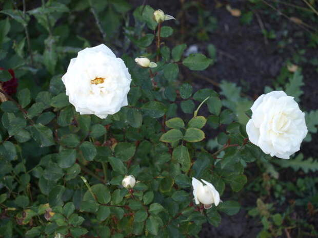 новый урожай белой кустовой розы