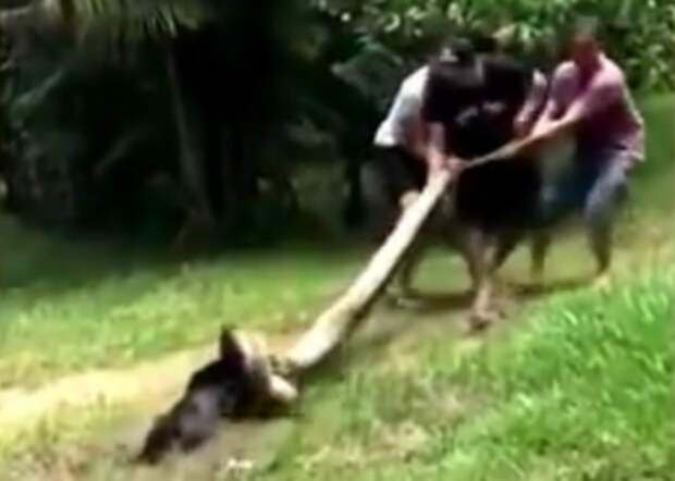 Бразилец подрался с огромной анакондой и чудом спас свою собаку