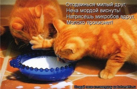 Котоматрицы