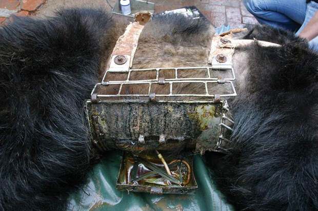 В таком состоянии Цезарь была доставлена в заповедник Animals Asia. В таком состоянии Цезарь была доставлена в заповедник Animals Asia.