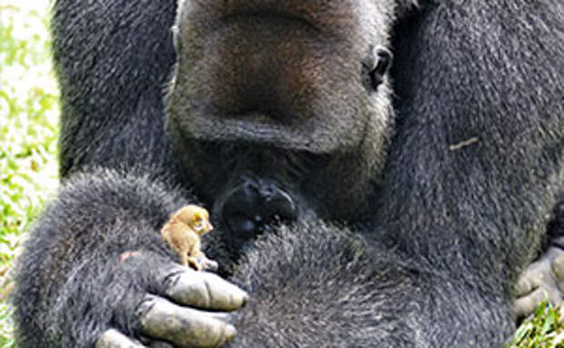 24-Year-Old Dominant Gorilla Meets A Tiny Creature In The Forest, And His Reaction Is Priceless