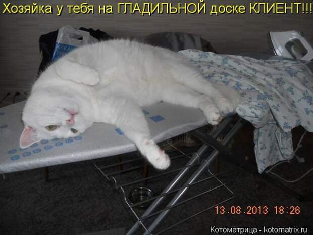 Лучшие котоматрицы недели Лучшие котоматрицы недели