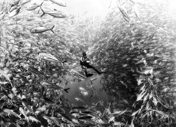 Подводное царство духозахватые чёрно-белые фотографии жизни под водой 1
