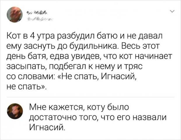 комментарий про кота