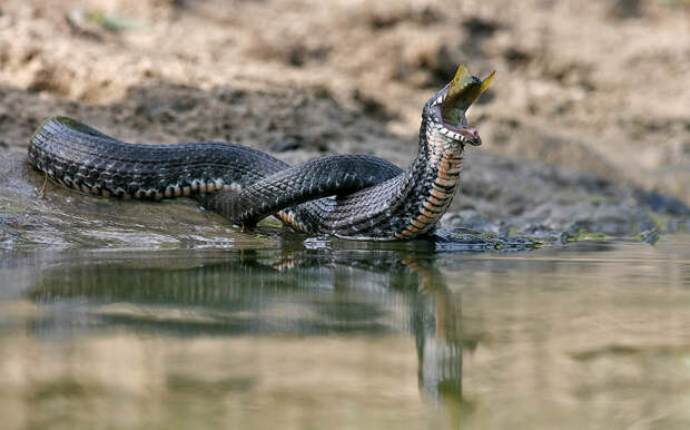 Водяной уж (Natrix tessellata)