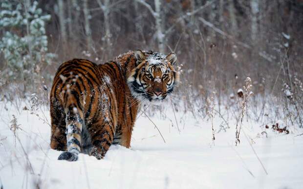 Тигр - один из крупнейших хищников