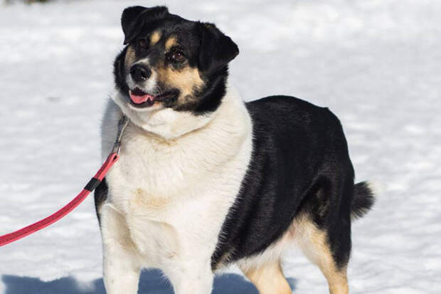 Москвичей позвали забрать животных из приютов на фестивале