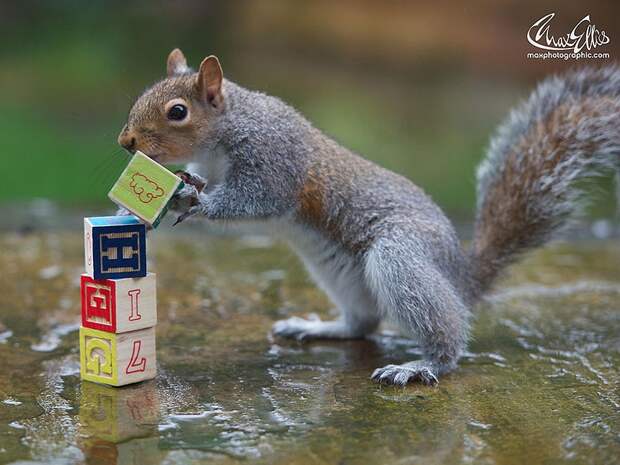 CuriousSquirrels13 Любопытные белки в кадре британского фотографа