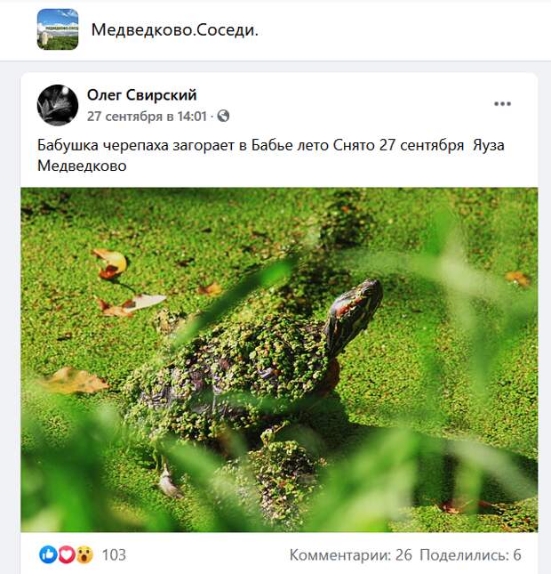 Фото дня: загорающая черепаха на Яузе в Медведкове
