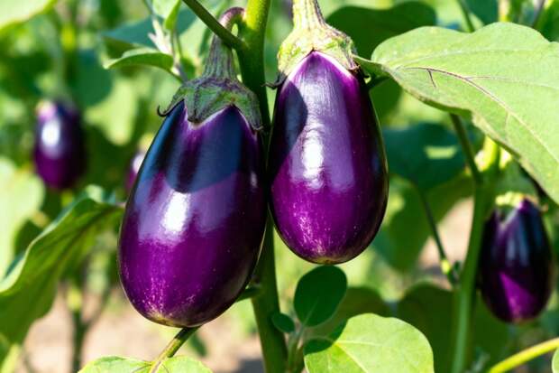 Лучшие сорта баклажанов для теплиц и открытого грунта: топ-10 сортов и гибридов для средней полосы России