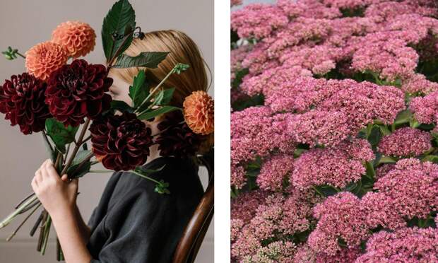 Какие цветы посадить на кладбище: 10 многолетних неприхотливых в уходе растений