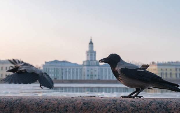 Тепло и солнце продержатся в Петербурге до среды