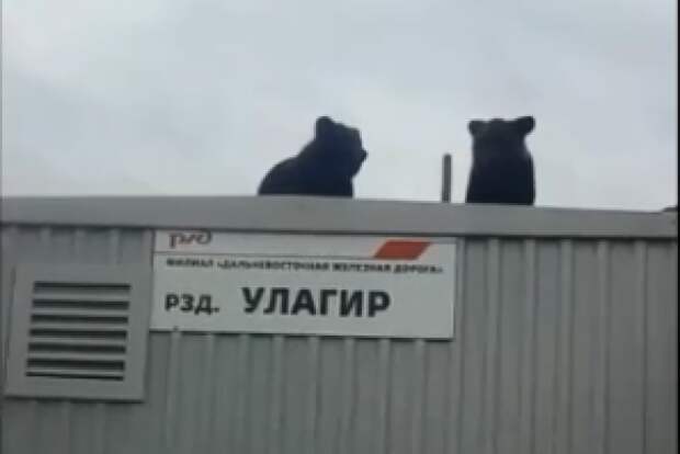 В Зейском районе железнодорожники спасали двух медвежат (видео) Скриншот видео