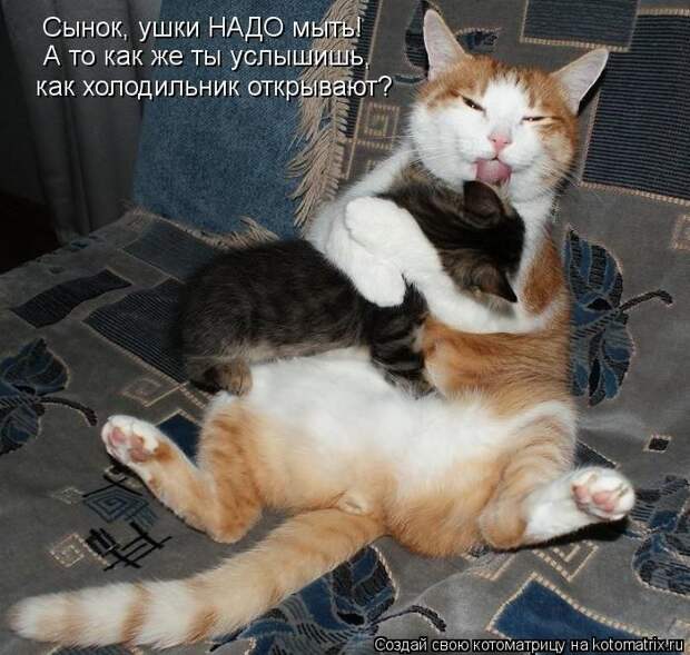 Лучшие котоматрицы недели Лучшие котоматрицы недели