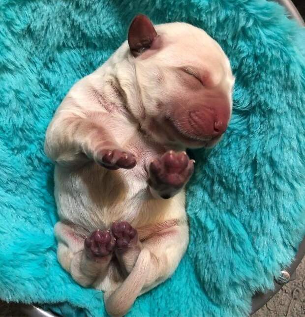 Stop... No Pawdagraphs
