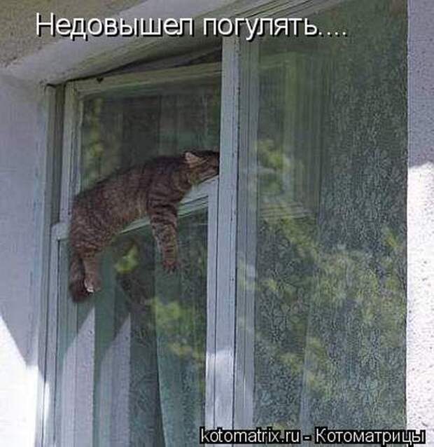 Лучшие котоматрицы недели (50 фото)
