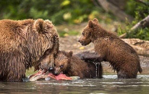Фотограф воспользовался шансом поближе познакомиться с медвежьим семейством дикие звери, животные, лосось пошел, медведи, медведица с медвежатами, рыбная ловля, тайга, экзотика