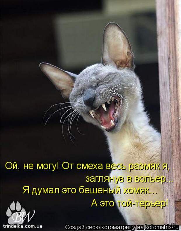 Котоматрица - Ой, не могу! От смеха весь размяк я,  заглянув в вольер... Я думал это