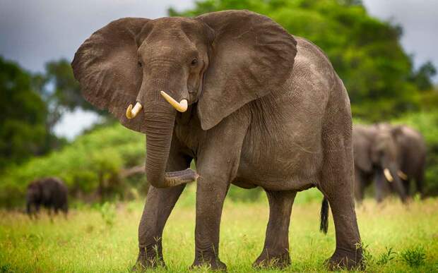 Саванный слон - самое большое животное