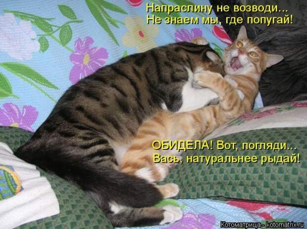 Лучшие котоматрицы недели