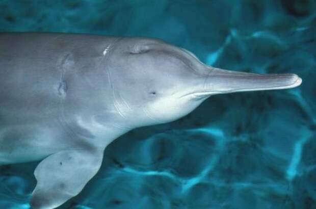 Речной китайский дельфин Байджи вымирание, животные, факты