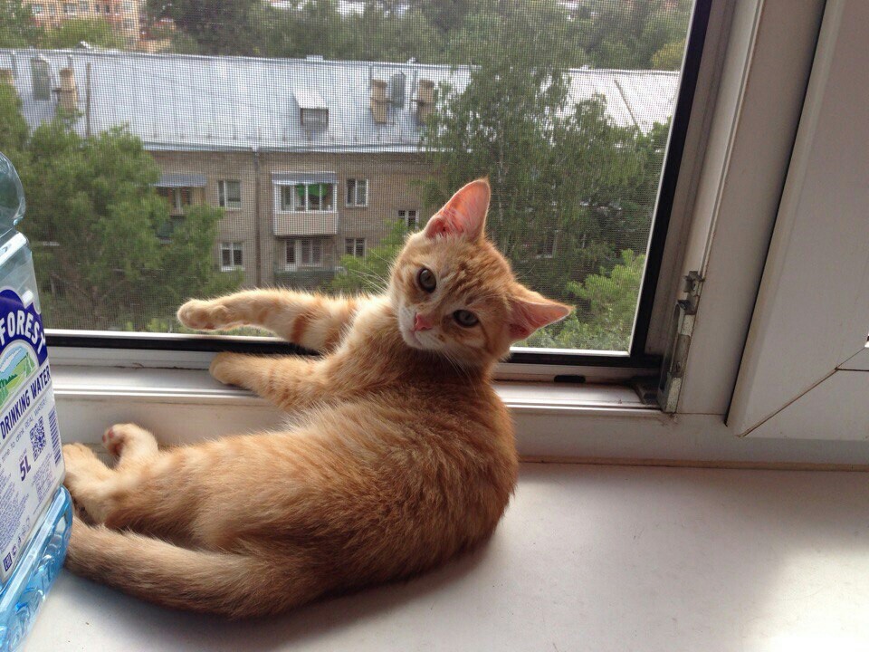 рыжий кот