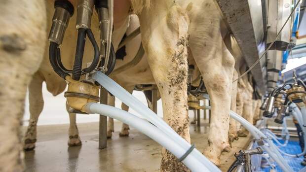 Сотрудники «ПК «Молоко» сообщают о задержках зарплаты